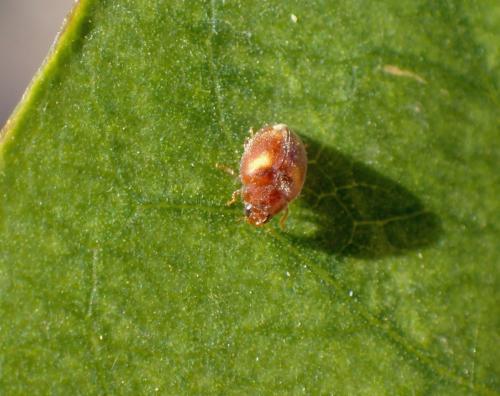 Nephus quadrimaculatus